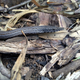 Burton’s Legless Lizard...40 cm or so of completely harmless beauty